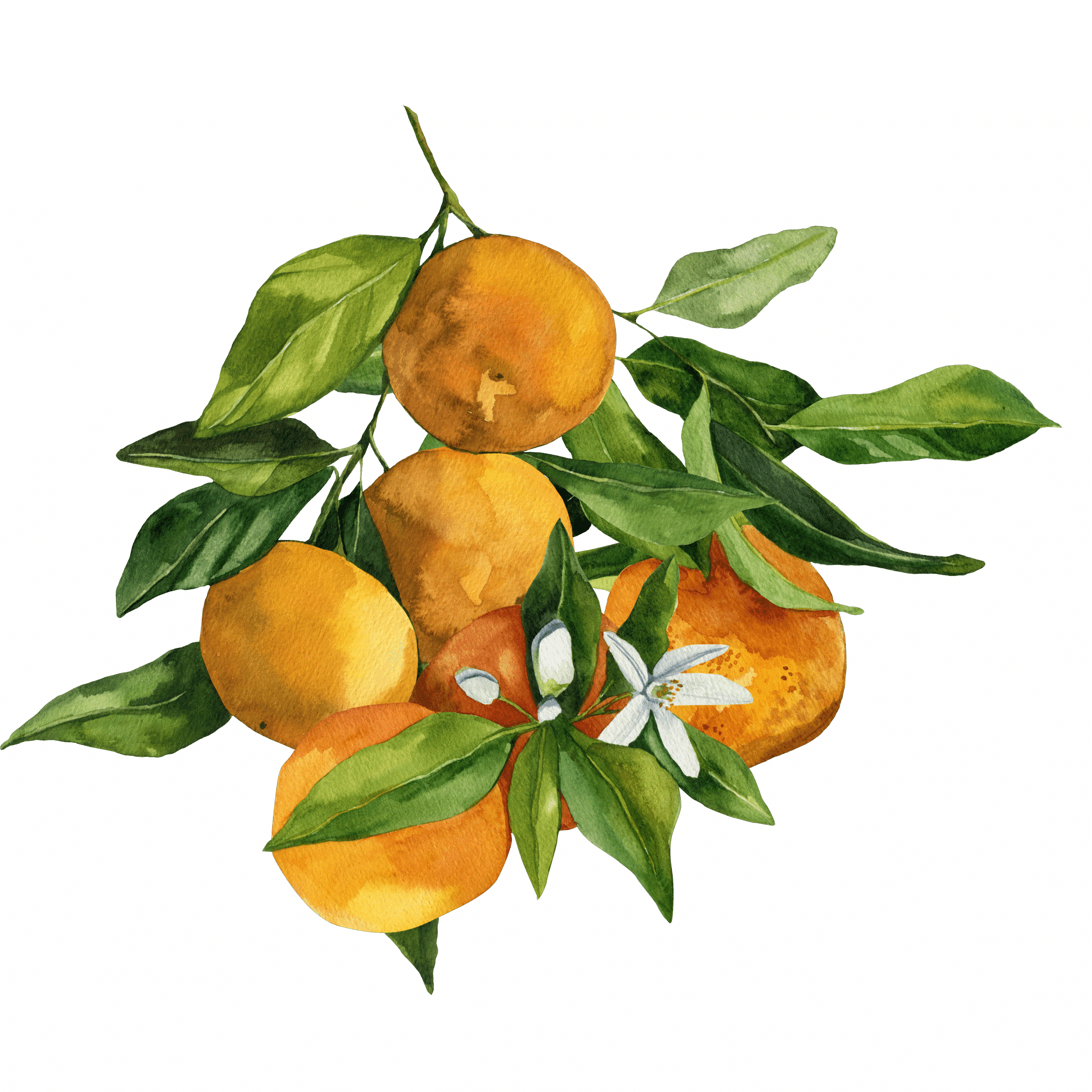 Tangerines arrangement